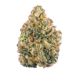 WHITE GUAVA- 5 GRAMS (HYBRID)